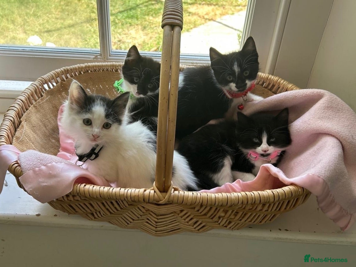 Mixed Breed cats beautiful shorthair/longhair kittens  - Advert 1