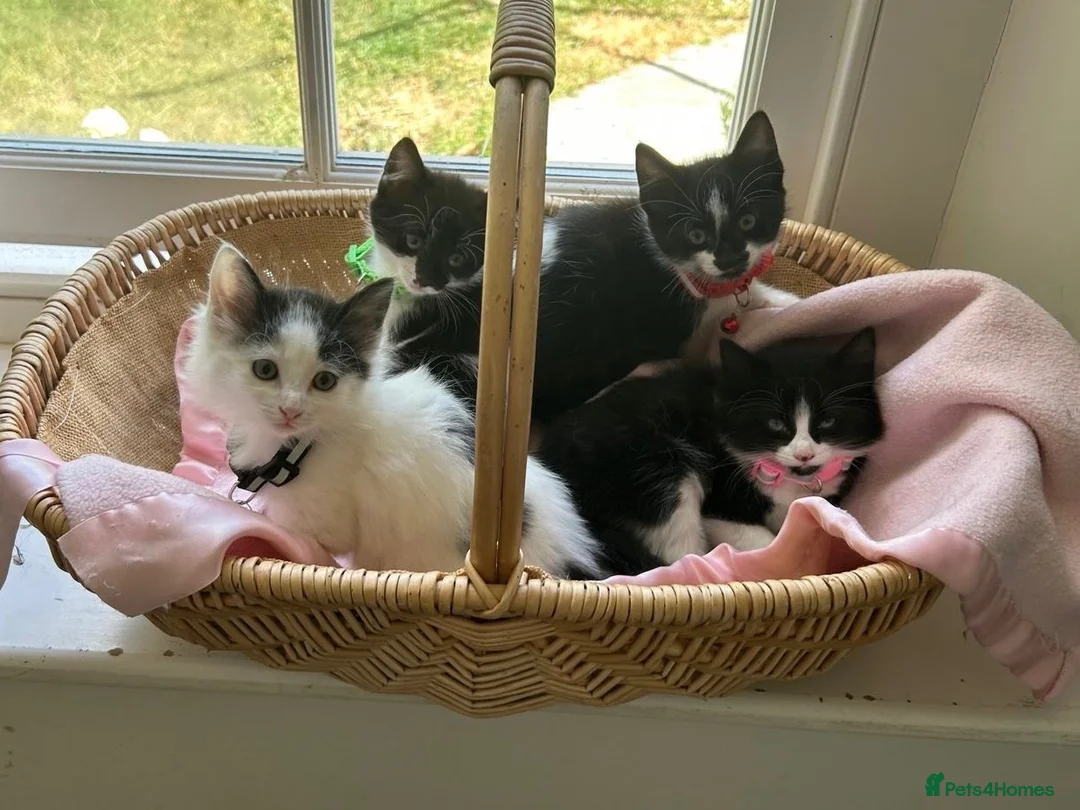 Mixed Breed cats for sale: beautiful shorthair/longhair kittens  - Advert 1