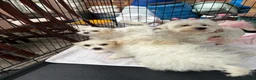 Havanese dogs for sale: Havanese puppy - Advert 2