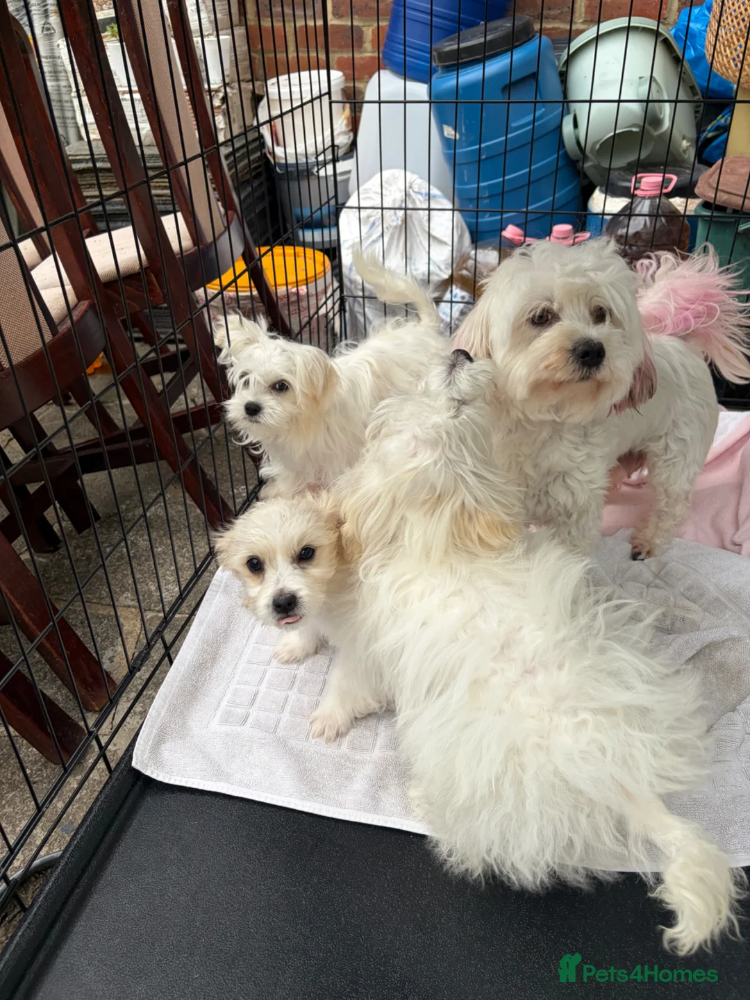 Havanese dogs for sale: Havanese puppy - Advert 2