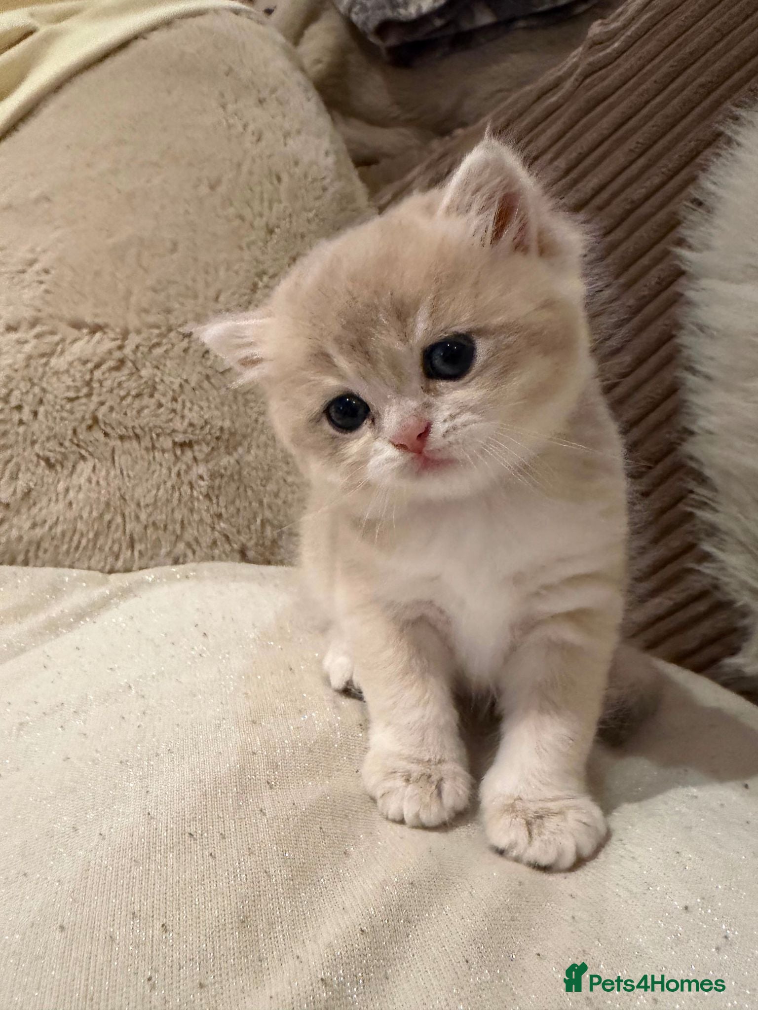 British Shorthair cats The Tik Tok Party kittens  - Advert 2
