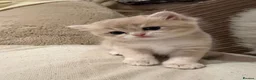 British Shorthair cats for sale: The Tik Tok Party kittens  in Holsworthy - Advert 22
