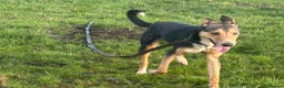 Mixed Breed dogs for adoption: Oscar / Leamington Spa Warwickshire in Leamington Spa - Advert 11