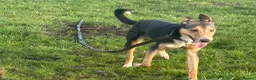 Mixed Breed dogs for adoption: Oscar / Leamington Spa Warwickshire in Leamington Spa - Advert 11