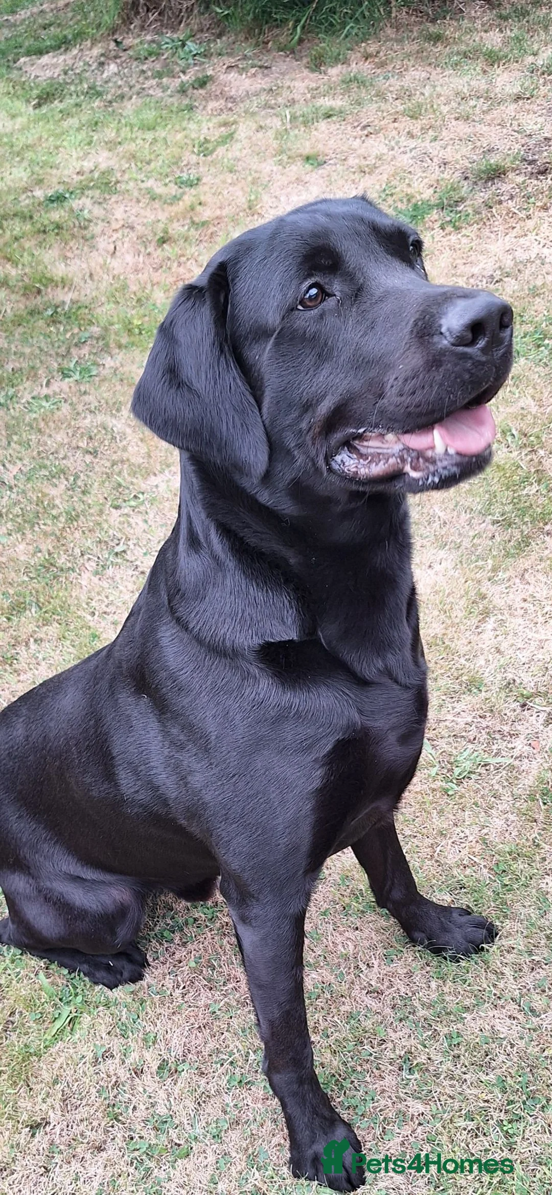 Labrador Retriever dogs for stud: ** Fully Health Tested Stud Dog ** - Advert 2