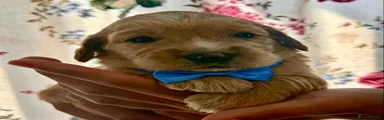 Goldendoodle 3