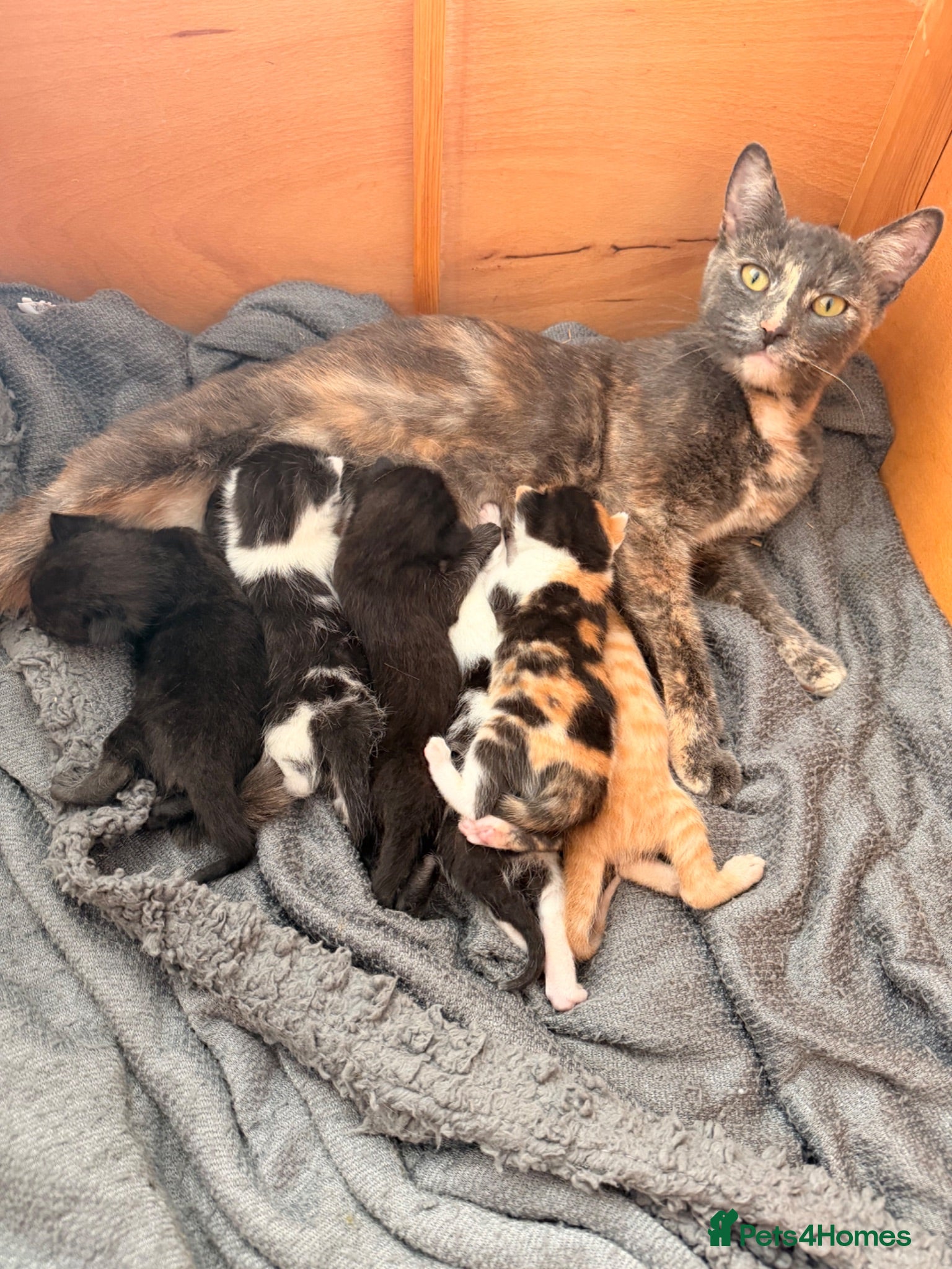 Domestic Shorthair cats 3 kittens left  - Advert 9