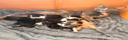 Domestic Shorthair cats for sale: 3 kittens left  - Advert 1