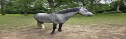 Welsh Section A horses for sale: Cosford Fandango  in Norwich - Advert 5