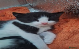Domestic Shorthair cats for sale: Male kittens for sale  - Image 19