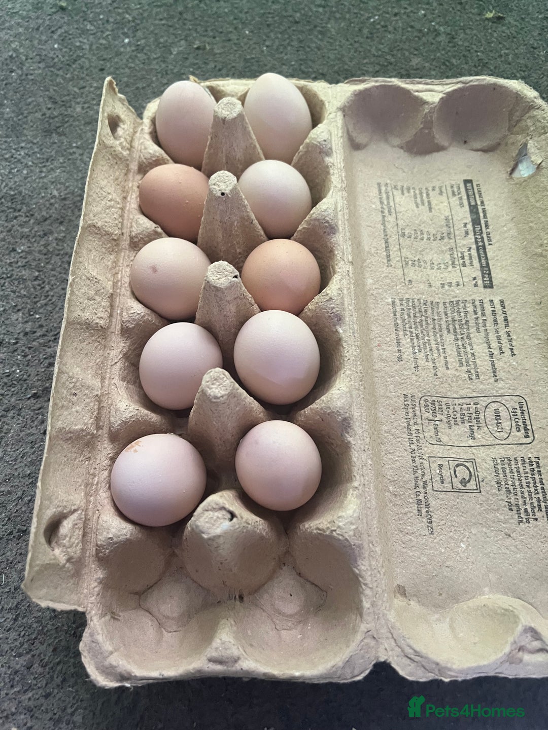 Chickens poultry for sale: HATCHING EGGS - Pekin Bantams  in Warrington - Image 2