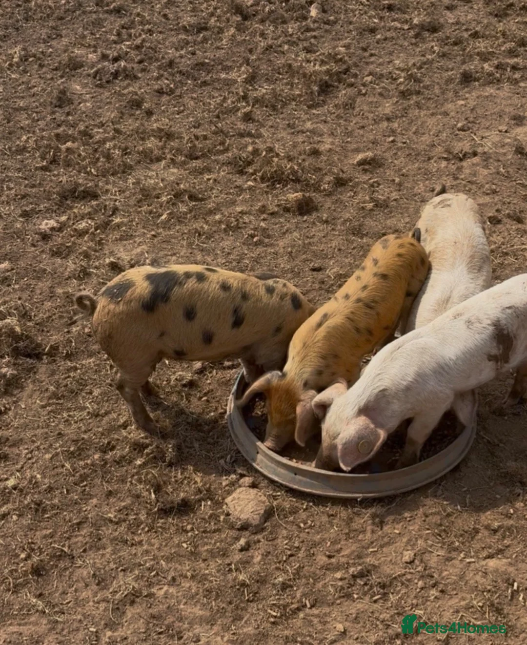 Pig livestock for sale: GOS/Landrace X OSB weaners - Advert 2