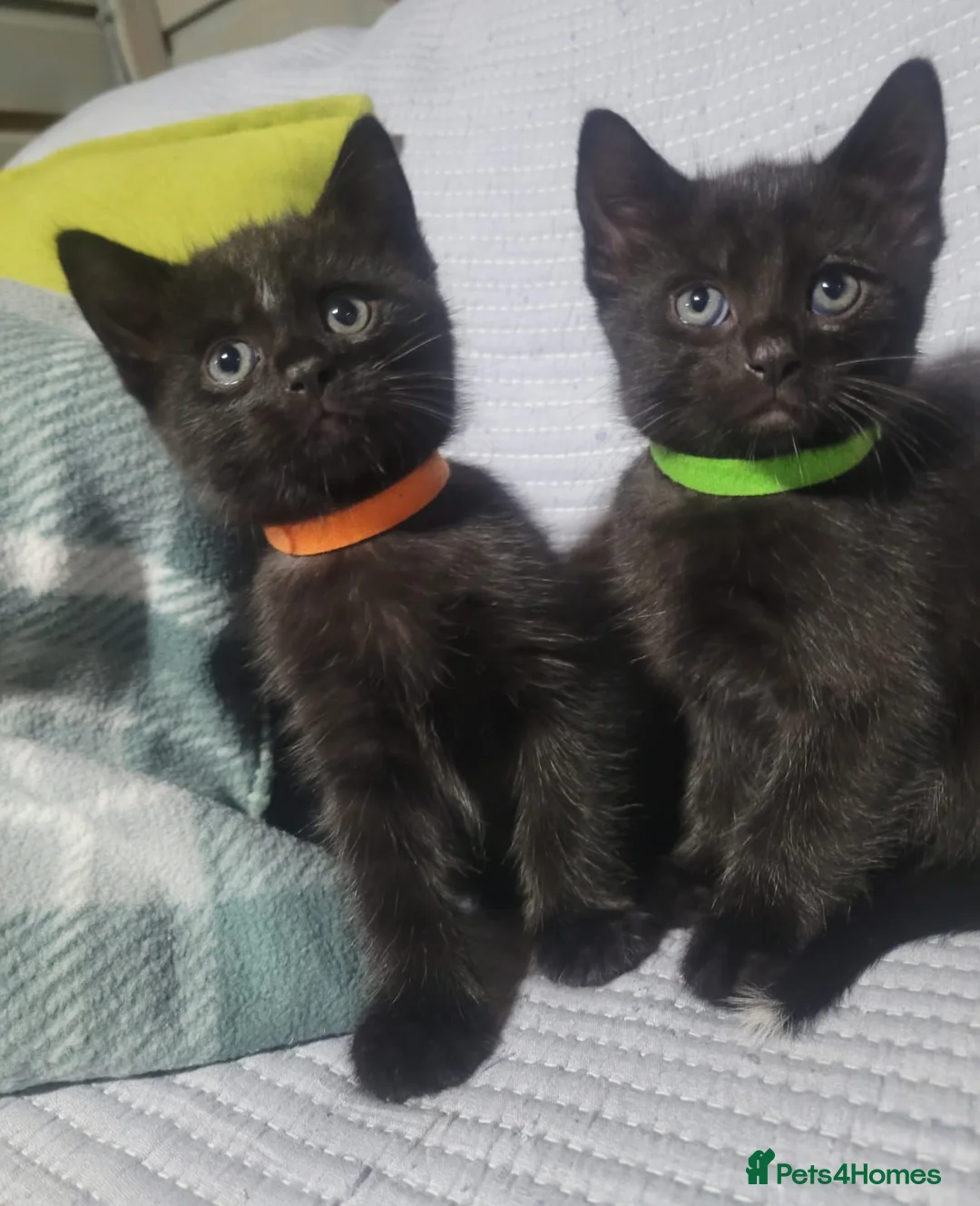 Mixed Breed cats for sale: Stunning Part Siamese Kittens. in Wrexham - Advert 2