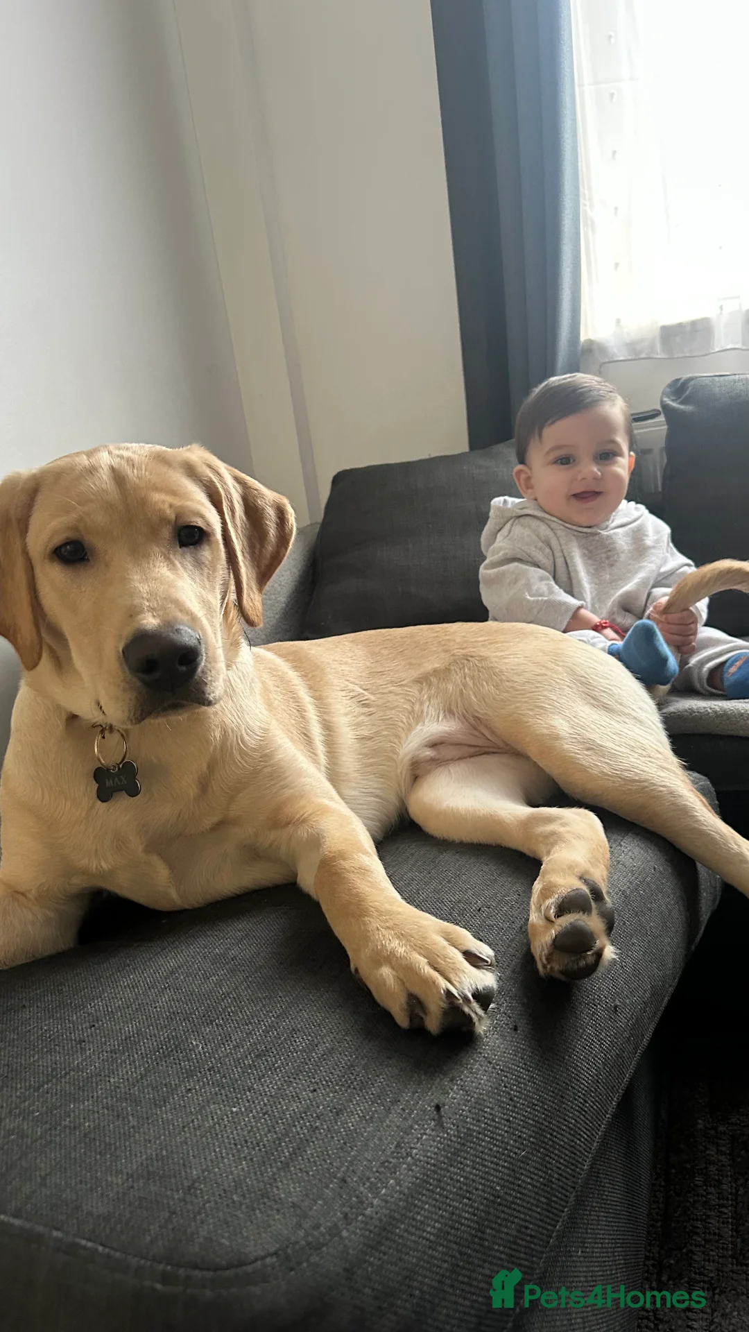 Labrador Retriever dogs for sale: 7 months Old Labrador - Advert 2