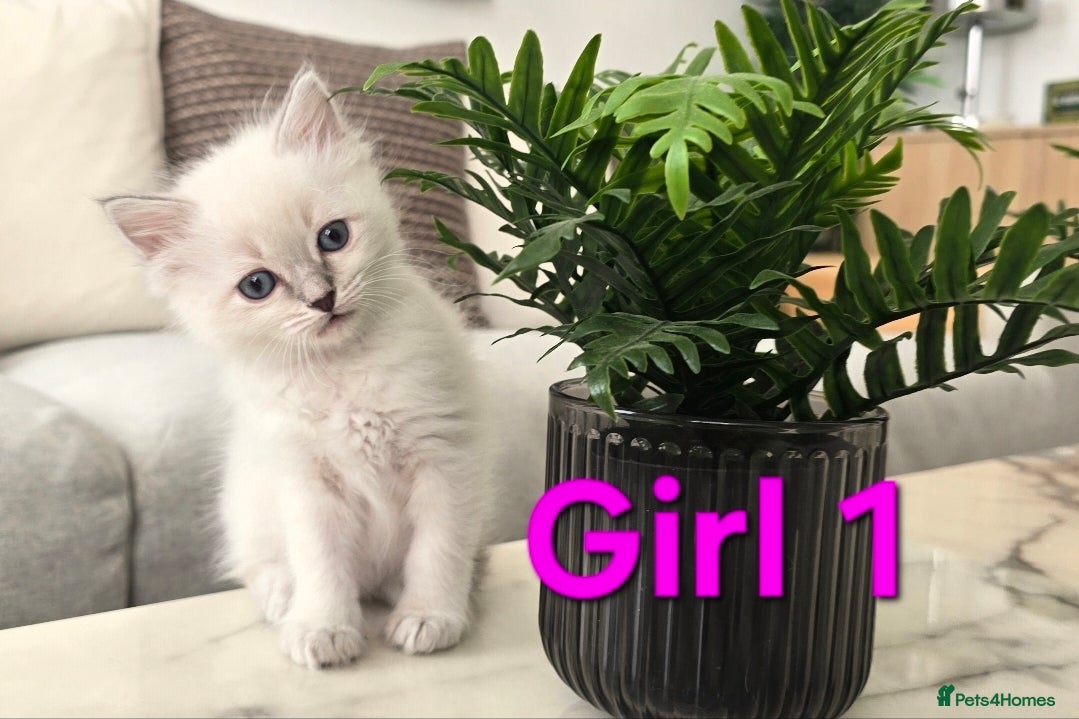 Ragdoll cats 🤍Pure Ragdoll Blue Point & Lynx Kittens Ready Now - Advert 2