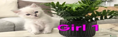 Ragdoll Kitten Girl 1