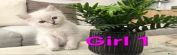 Ragdoll cats for sale: 🤍Pure Ragdoll Blue Point & Lynx Kittens Ready Now - Advert 2