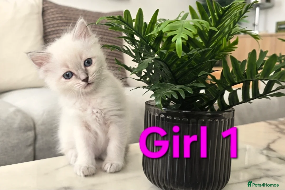 Ragdoll cats for sale: 🤍Pure Ragdoll Blue Point & Lynx Kittens Ready Now - Advert 2