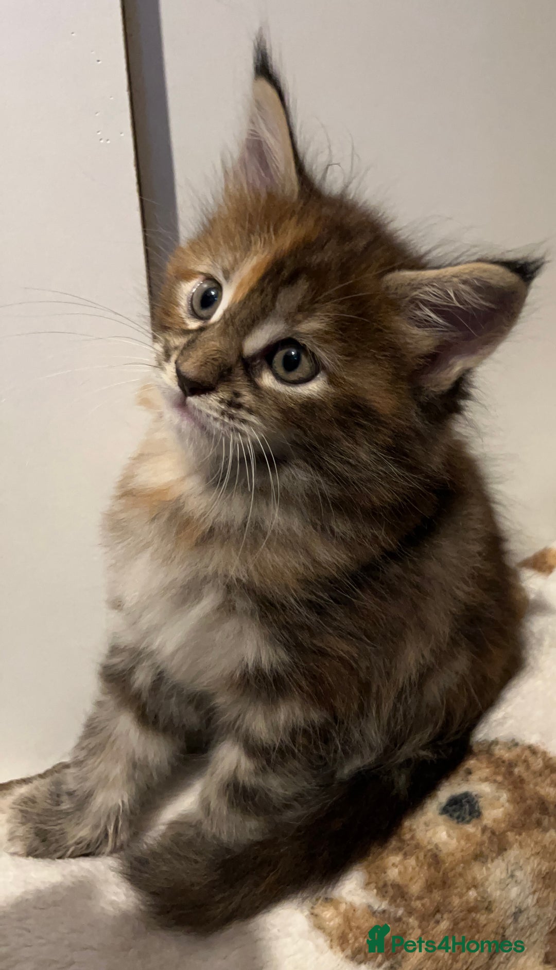 Maine Coon cats for sale: Purebred Maine Coon kittens - Image 10