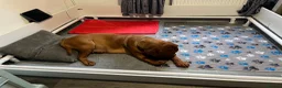 Dogue De Bordeaux dogs for sale: Exceptional KC Dogue de Bordeaux Puppies - Advert 15
