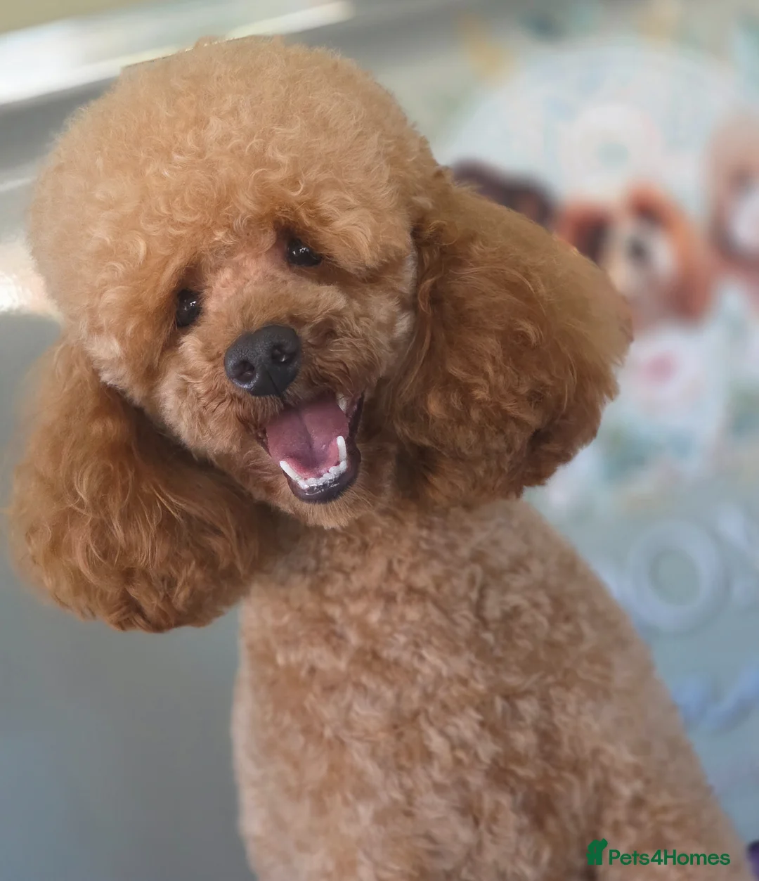 Toy Poodle dogs for sale: Misscavs Cremeberry Puff for Stud - Advert 9