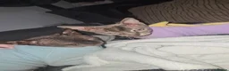 Sphynx cats for sale: Young Female Sphynx  - Advert 9