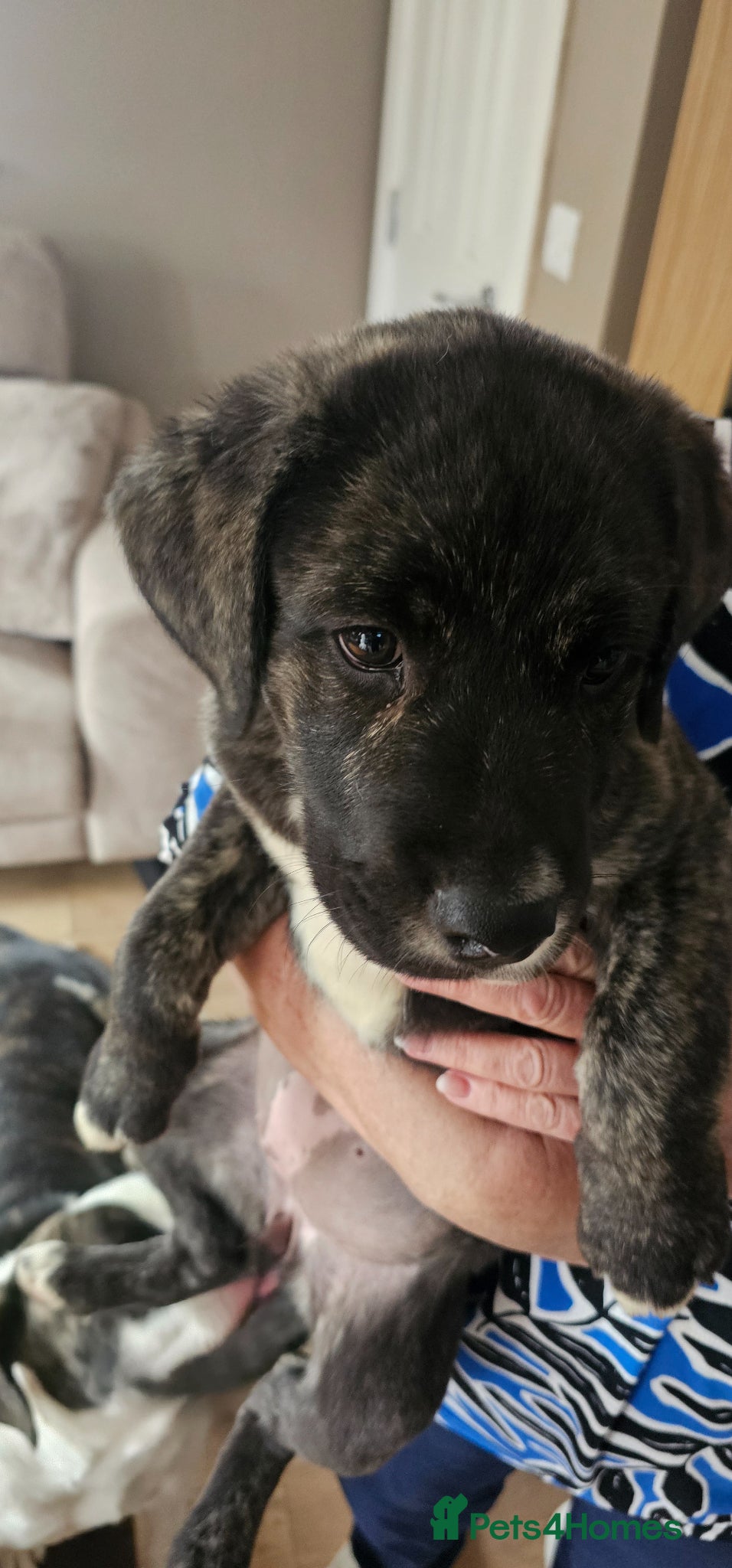 Mixed Breed dogs for sale: Beautiful bella - Advert 3