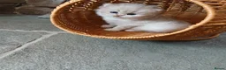 British Shorthair cats for sale: Teddy face kitten with extra long hair  - Advert 6