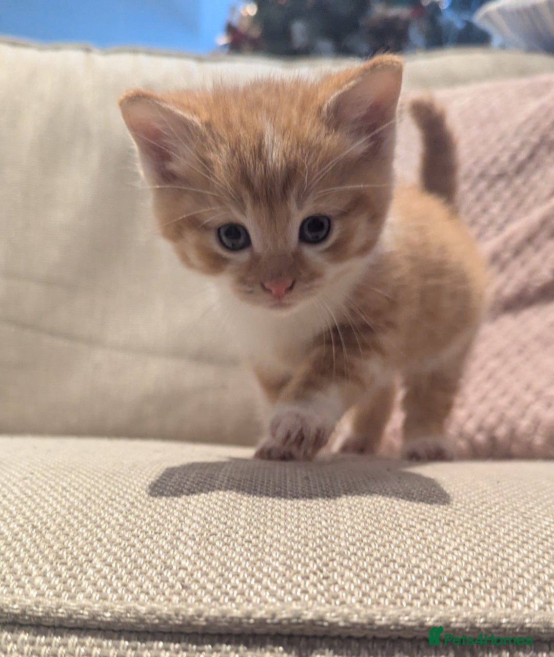 Mixed Breed cats for sale: Kittens - Advert 6