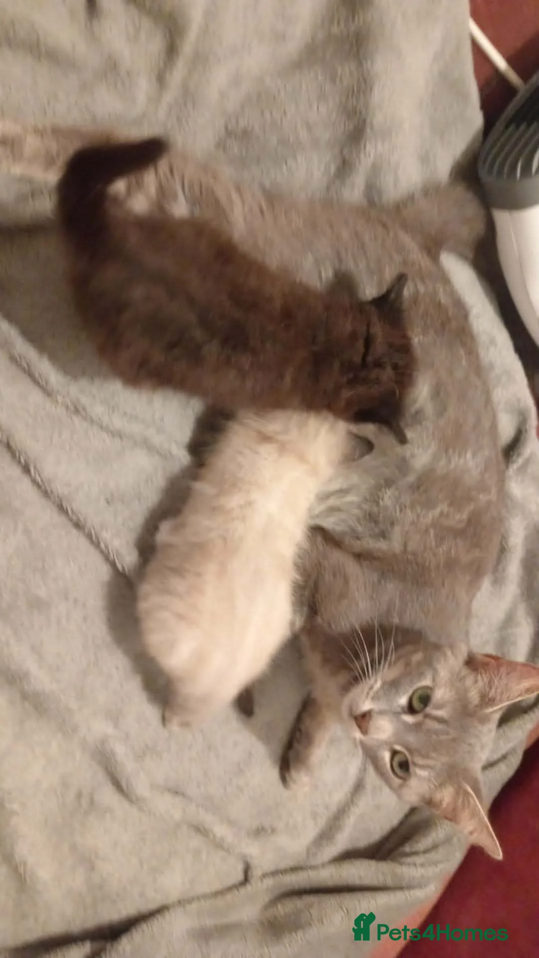 Mixed Breed cats for sale: 2  stunning kittens  - Advert 1