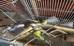 Budgerigars birds for sale: Budgies  - Image 4