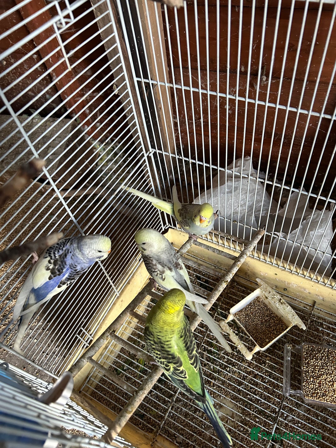 Budgerigars birds for sale: Budgies  - Image 4