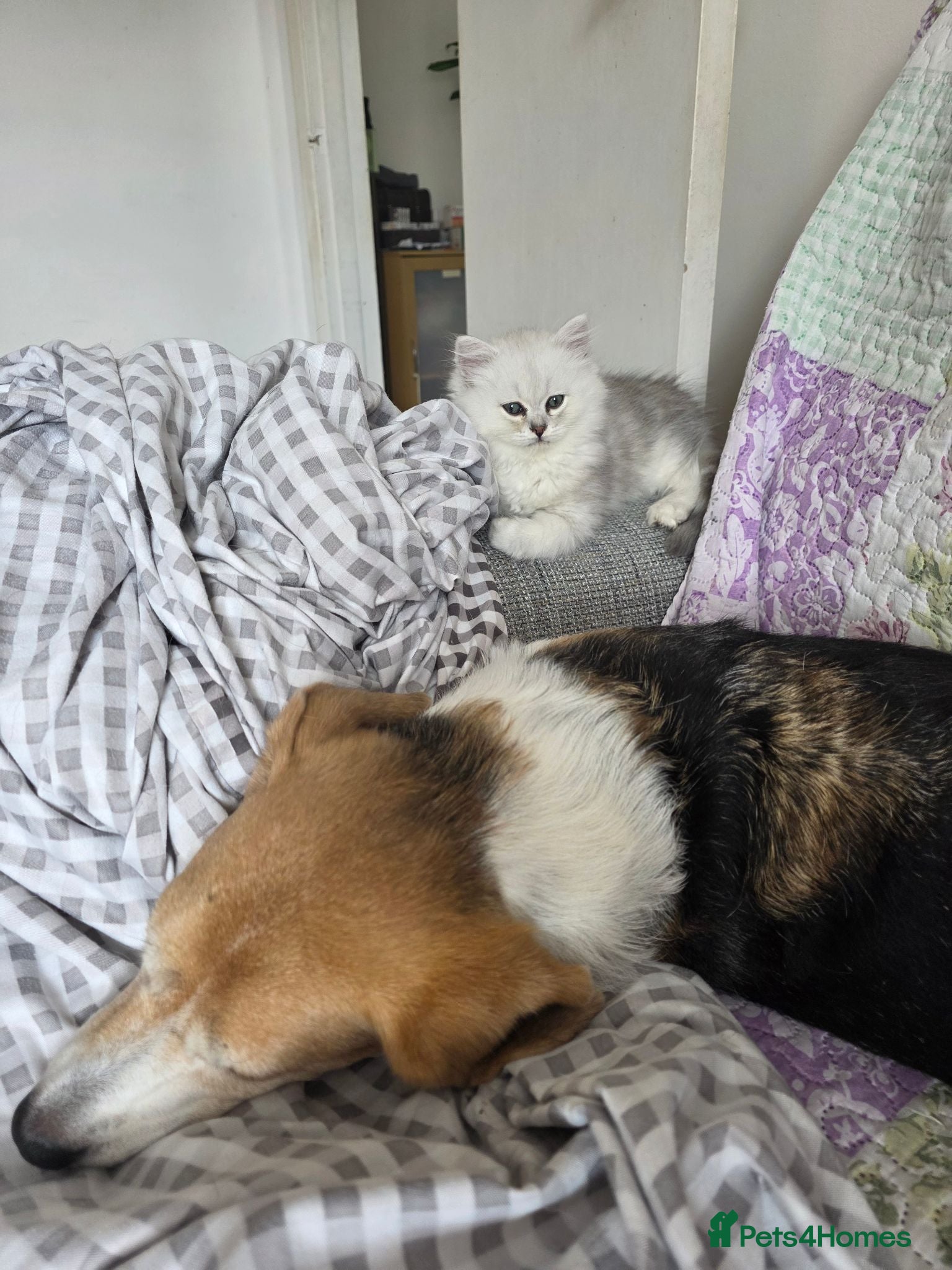 Persian cats Persian Chinchilla Kittens READY for Loving Homes - Advert 2