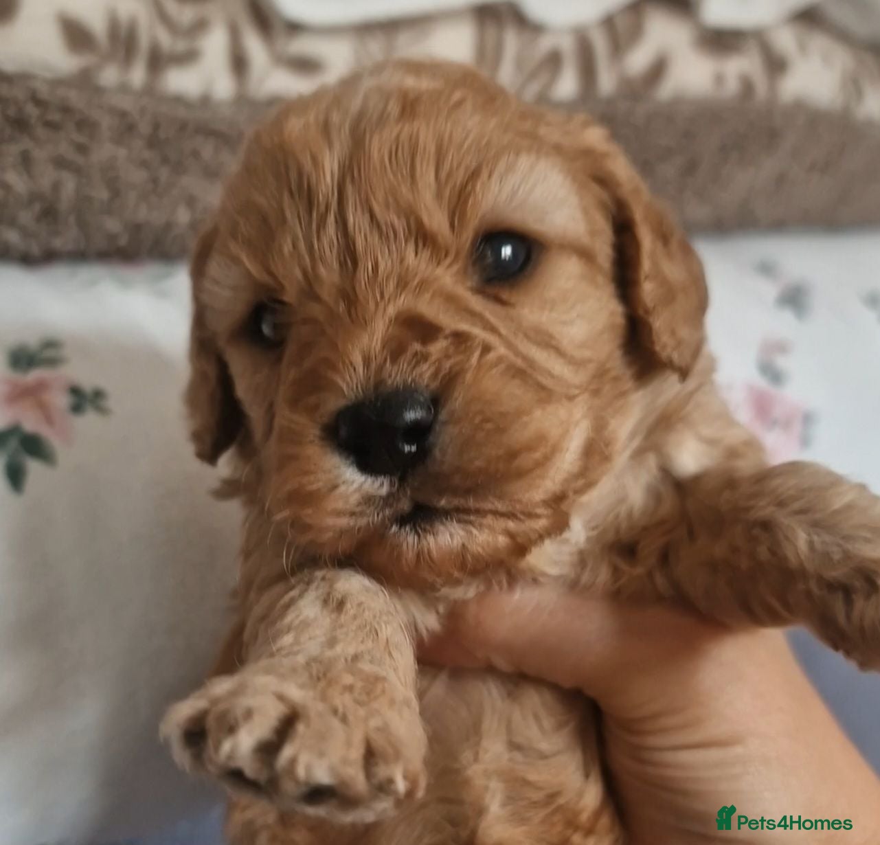 Cavapoo dogs Cavapoos poodle/cavapoos outstanding puppies - Advert 14