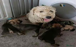 Soft Coated Wheaten Terrier dogs for sale: Soft coated wheaten terrier puppies  - Image 3