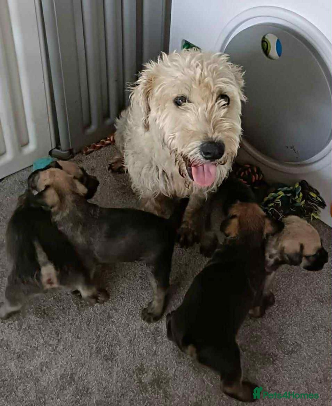 Soft Coated Wheaten Terrier dogs for sale: Soft coated wheaten terrier puppies  - Image 3