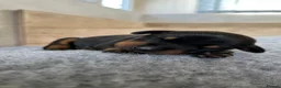 Dobermann dogs for sale: Outstanding Quality Dobermann puppies, KC REG - Advert 9