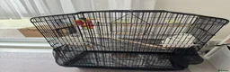 Budgerigars birds for sale: Pair of Beautiful Budgies with Cage and Toy - Advert 2