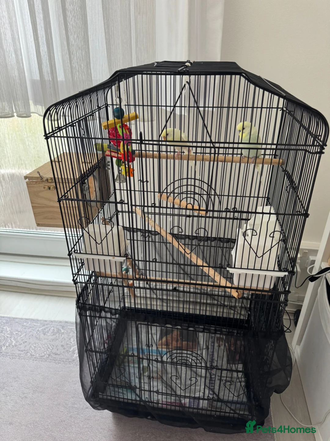 Budgerigars birds for sale: Pair of Beautiful Budgies with Cage and Toy - Advert 2