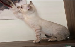 Bengal cats for sale: Tica registered Snow Bengal Boys - Image 3