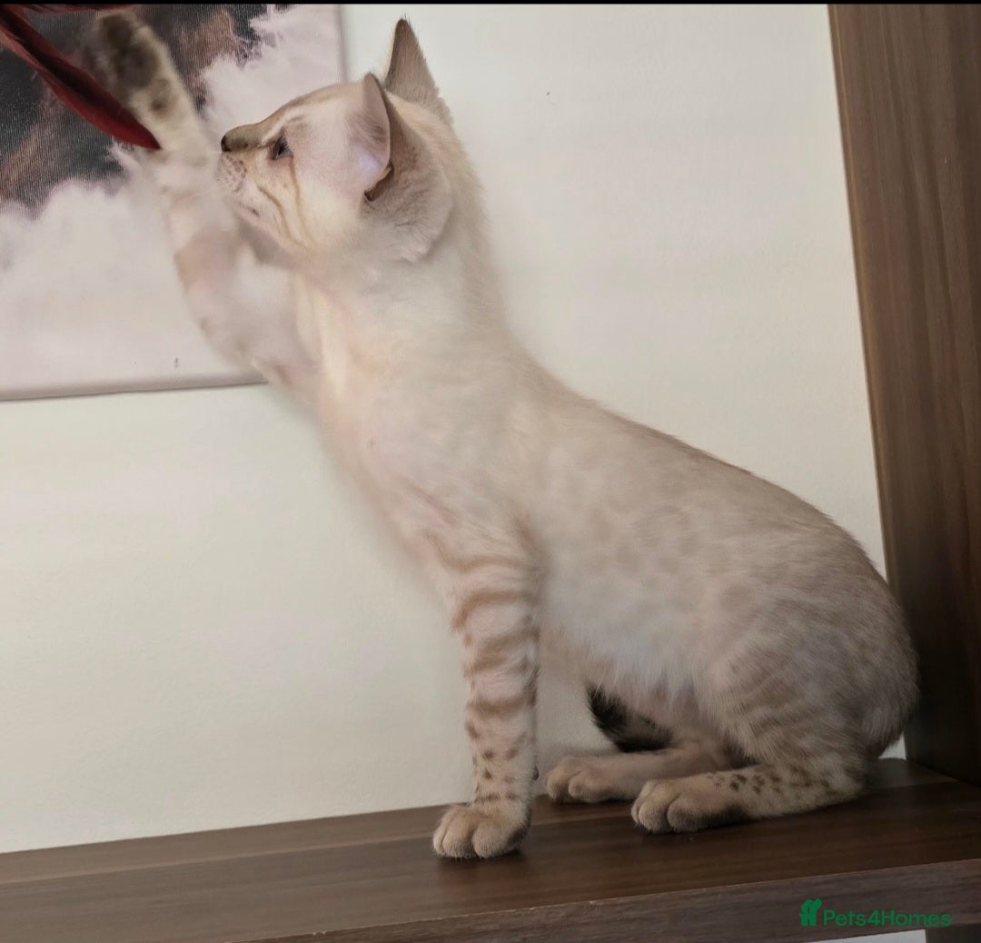 Bengal cats for sale: Tica registered Snow Bengal Boys - Image 3