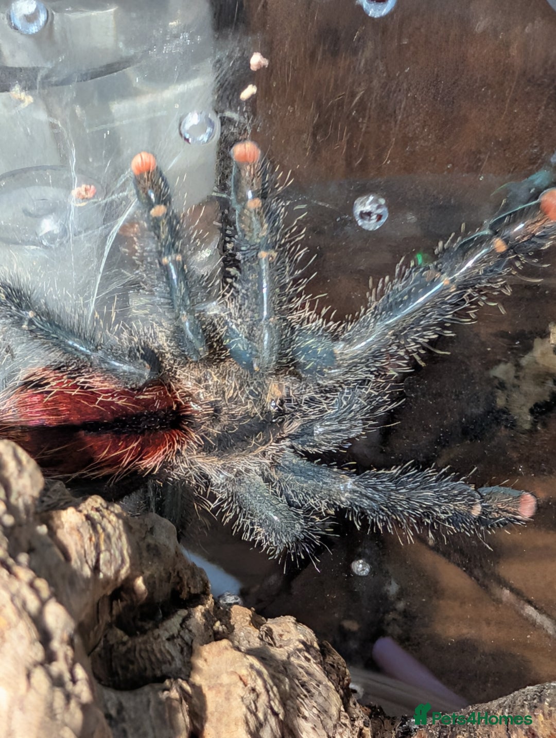 Spiders invertebrates for sale: Avicularia Juruensis - unsexed - Advert 5