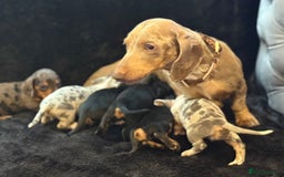 Miniature Dachshund dogs for sale: Beautiful litter of miniature dachshunds - Image 3