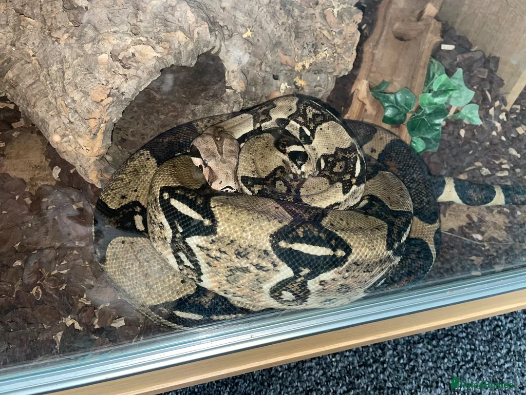 Boa Snake reptiles for sale: 2 ADULT BOAS NEED GOOD HOME/NOT LOOKING FOR MONEY in Solihull - Advert 2