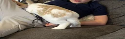 English Lop rabbits for sale: Smudge the bunny  - Advert 6