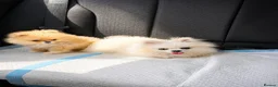 Pomeranian dogs for sale: Super Tiny Boy Orange Sable - Advert 3