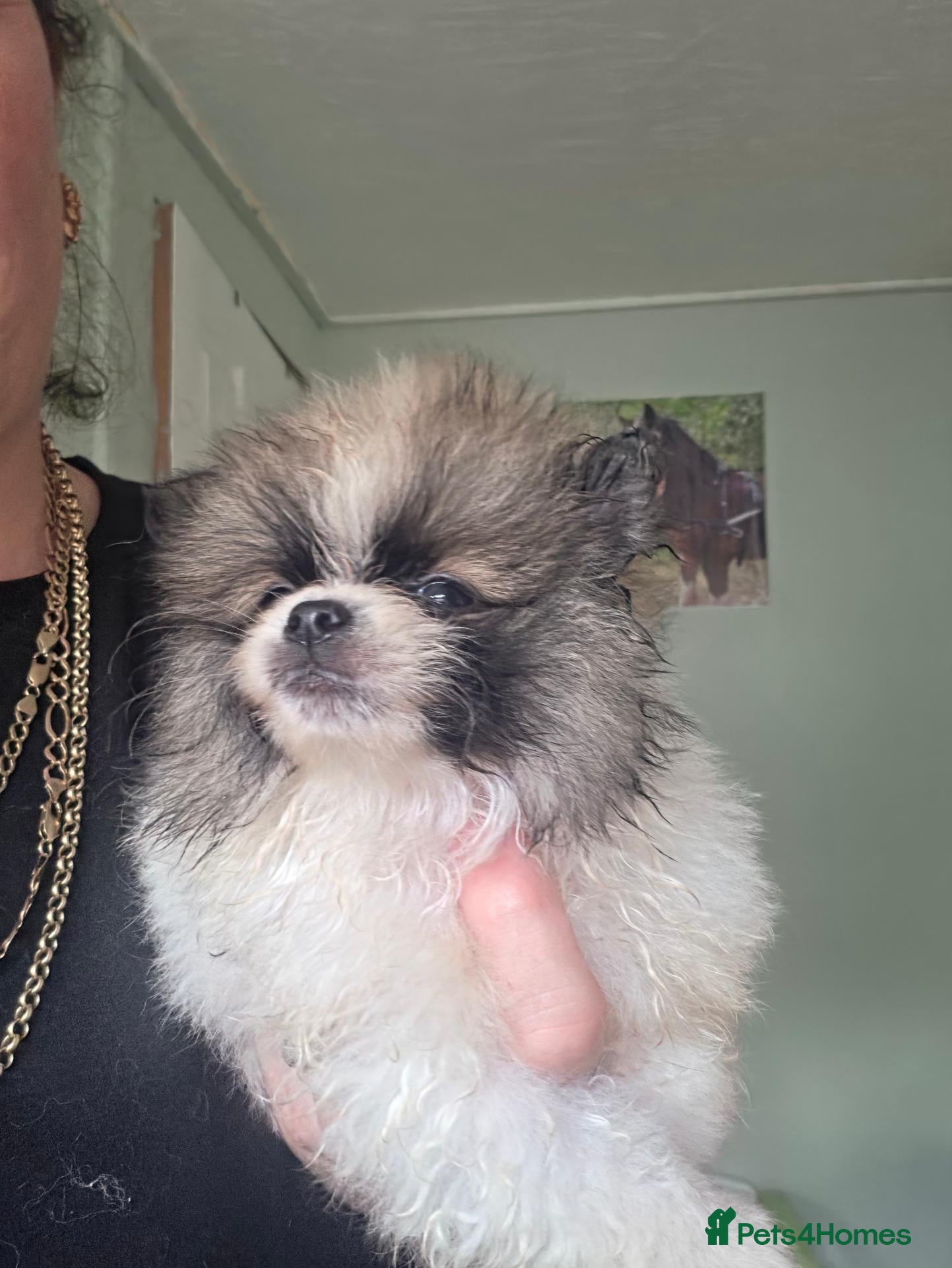 Pomeranian dogs Pomeranian puppies  - Advert 2