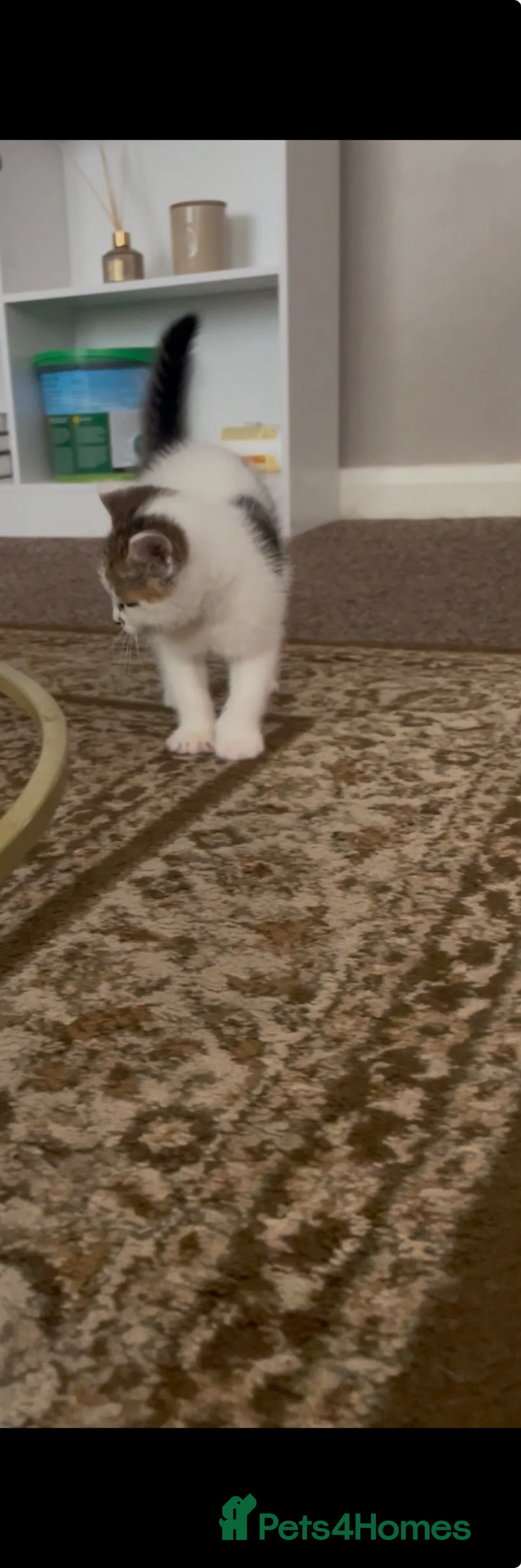 Mixed Breed cats for sale: Mixed tabby  - Advert 2