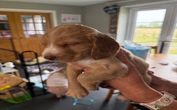 Cocker Spaniel dogs for sale: Cocker spaniel puppies for sale  - Image 13