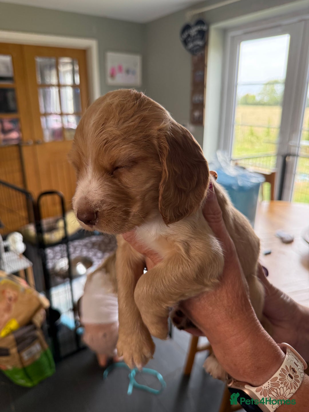 Cocker Spaniel dogs for sale: Cocker spaniel puppies for sale  - Image 13